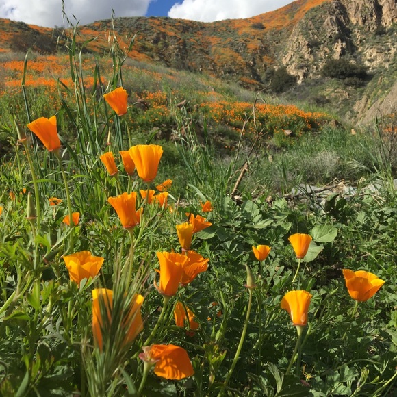 Meet your Posher, Stephanie - Picture 2 of 8